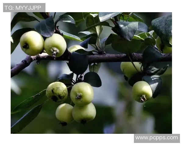 果园里的四季变换：从春花到秋实的自然奇观与农耕智慧